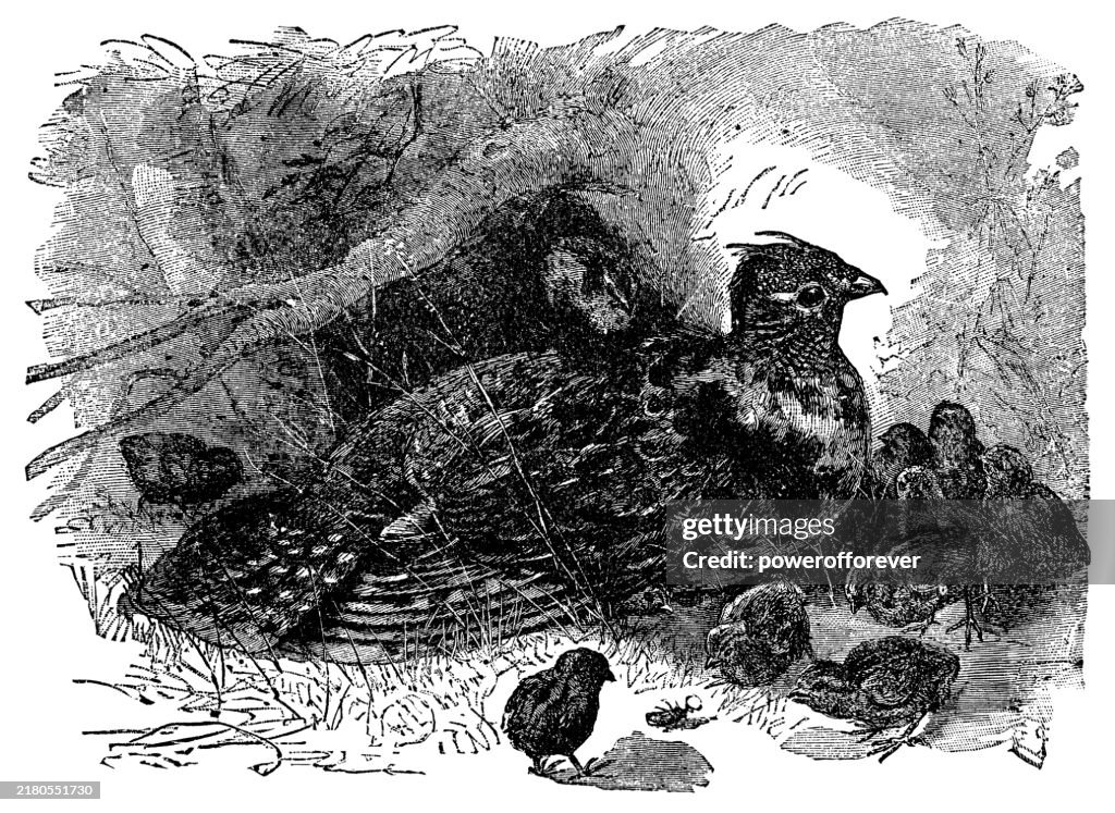 Greater Prairie-Chicken Bird (Tympanuchus Cupido) and Her Chicks - 19th Century