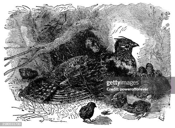 Greater Prairiechicken Bird And Her Chicks 19th Century High-Res Vector Graphic