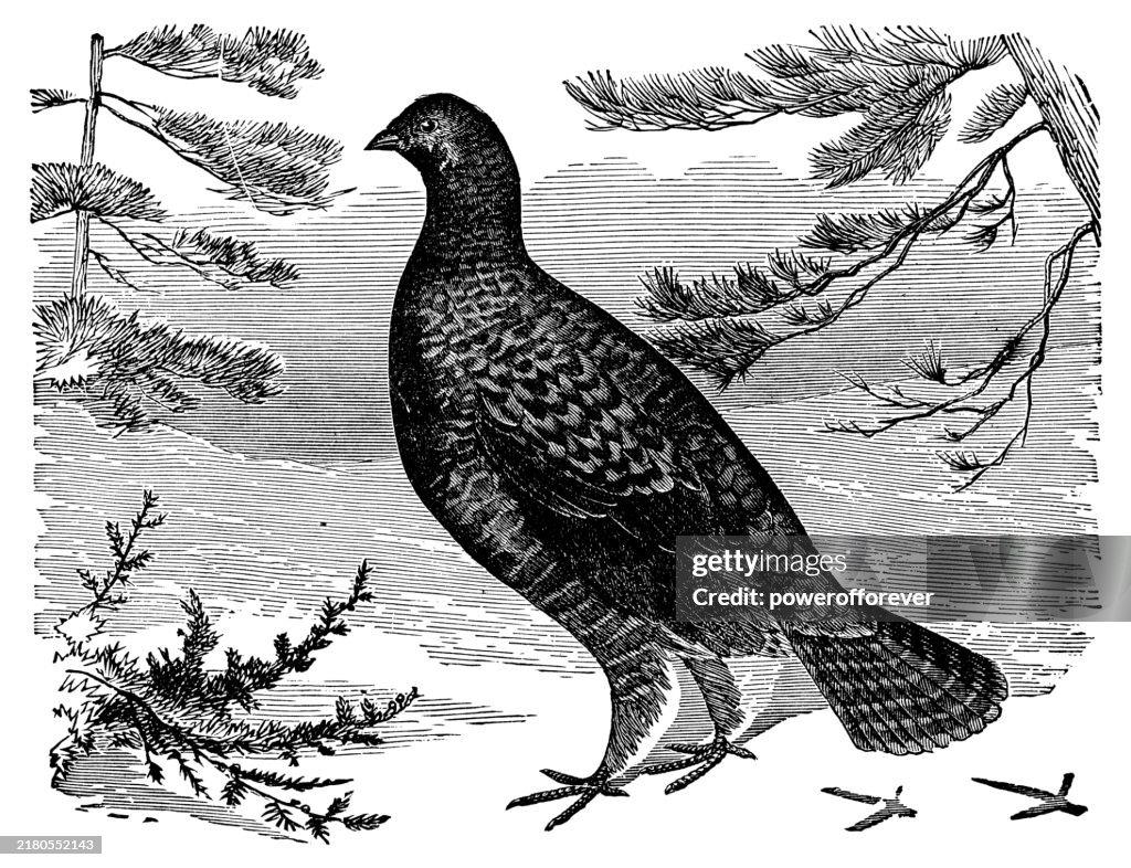 Willow Ptarmigan Bird (Lagopus Lagopus) - 19th Century