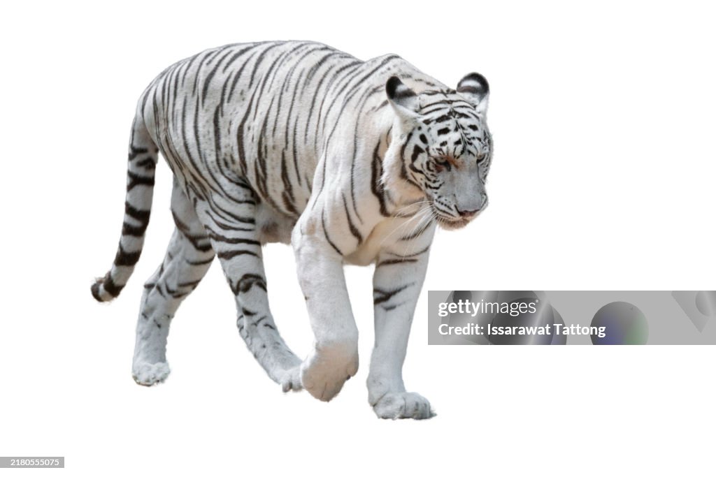 A white tiger is walking on a white background