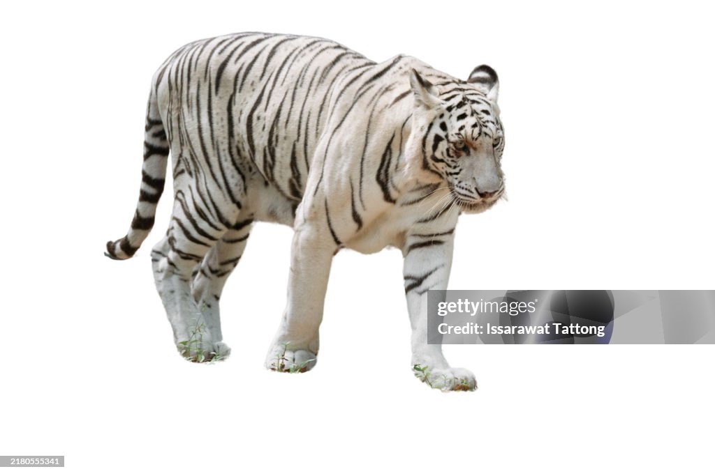 A white tiger is walking on a white background