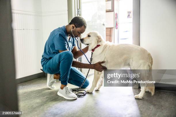 veterinarian in scrubs examining dog in veterinarians exam room - équipement pour animaux de compagnie photos et images de collection