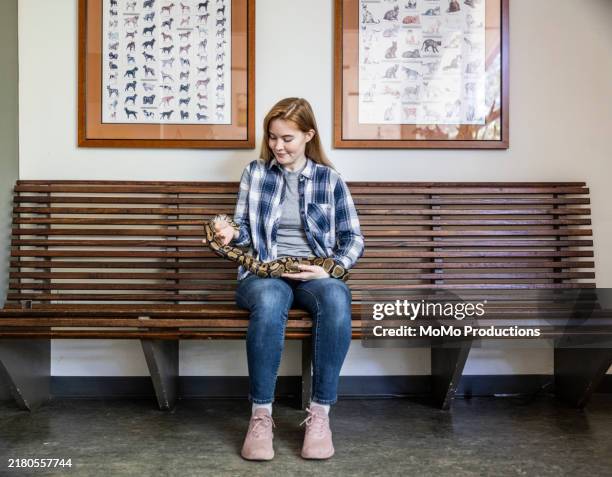 Python Sitting Up 156 Are Ball Pythons Dangerous Stock Photos, High-Res Pictures, and ...