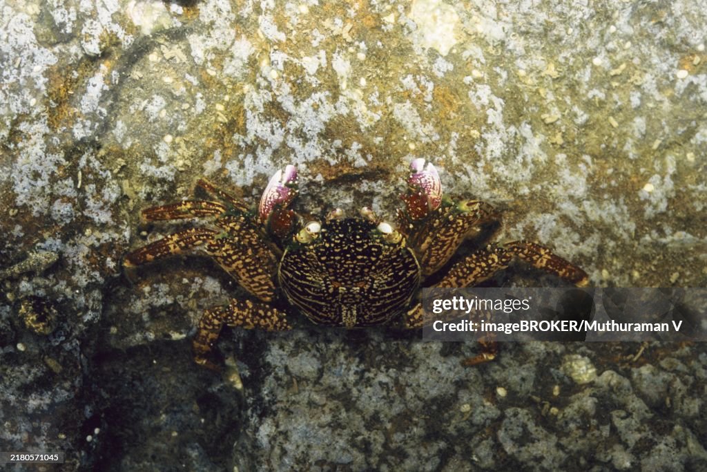 Crab, Andaman & Nicobar Islands, India, Asia