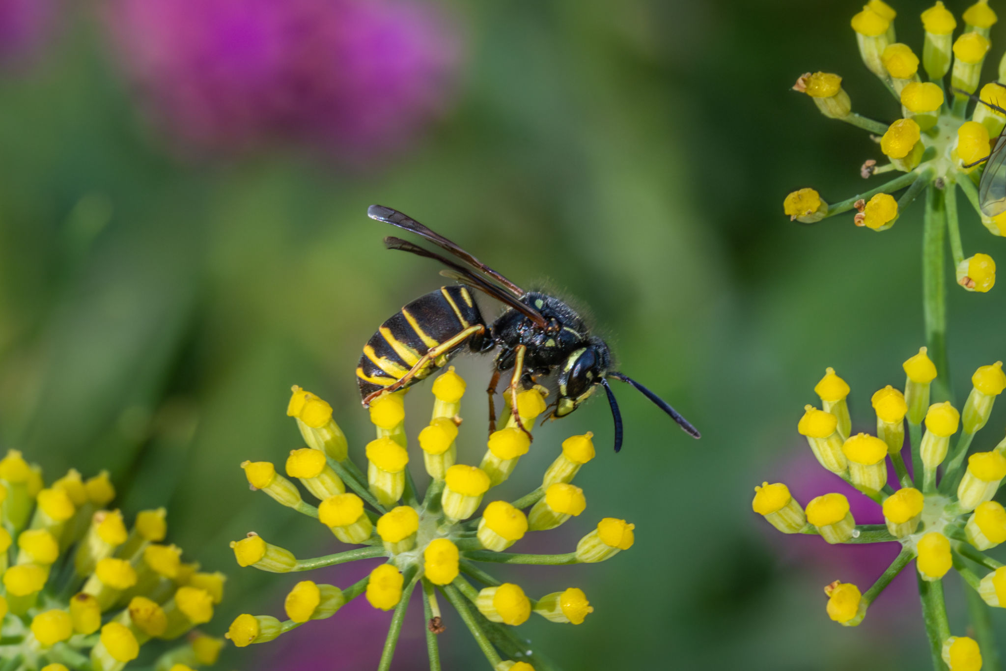 beneficial insects