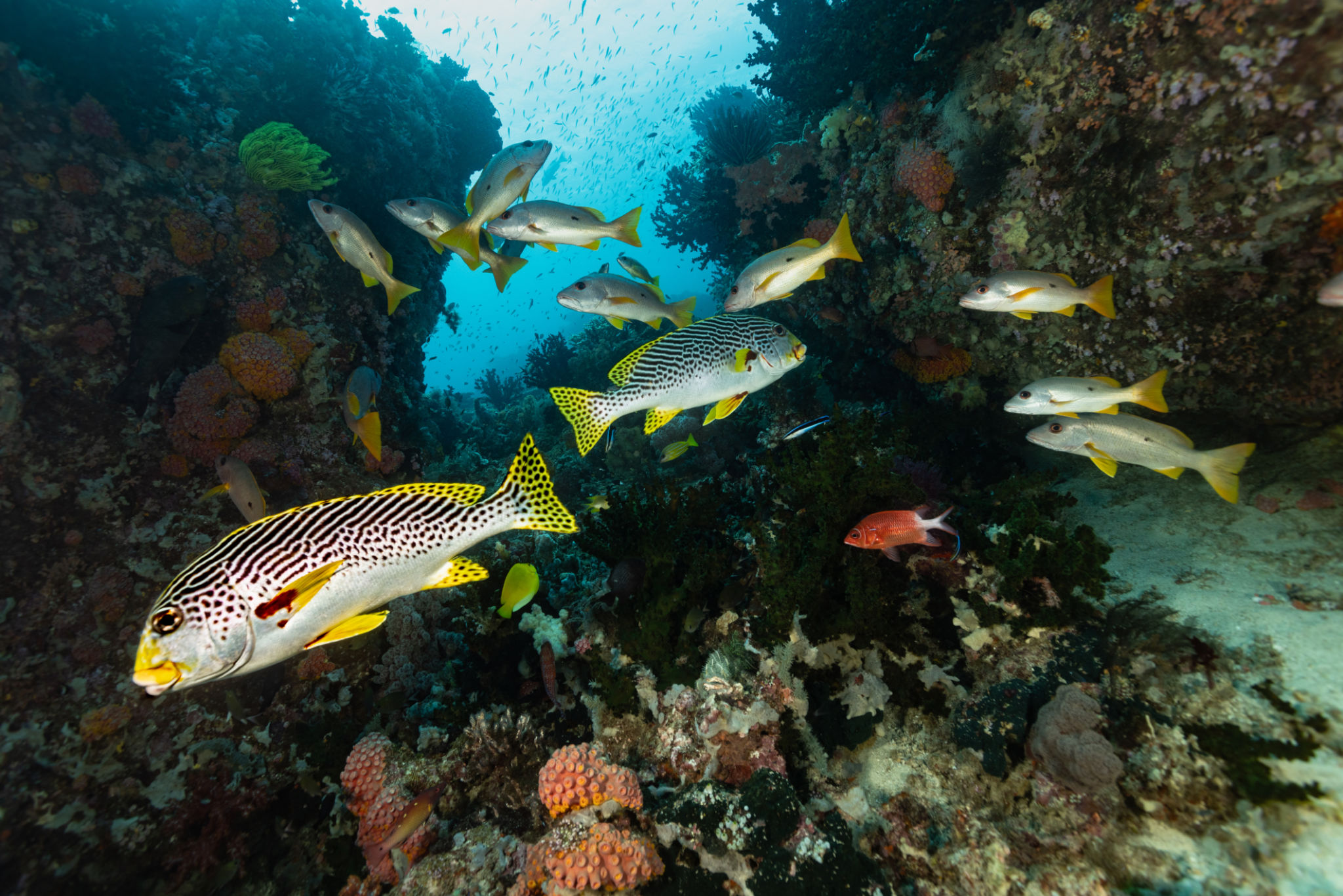 squirrel fish