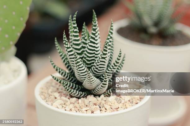 zebra plant or haworthia fasciata in a small white pot - haworthia fasciata stock pictures, royalty-free photos & images