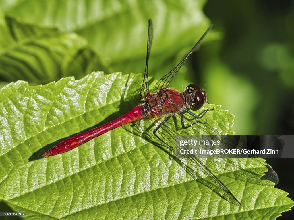 Vagrant darter (Sympetrum vulgatum)