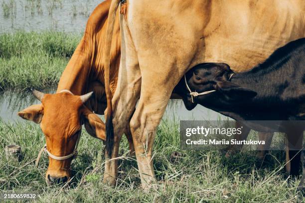 brown cow nursing her cute black calf outdoor. - calf suck stock pictures, royalty-free photos & images