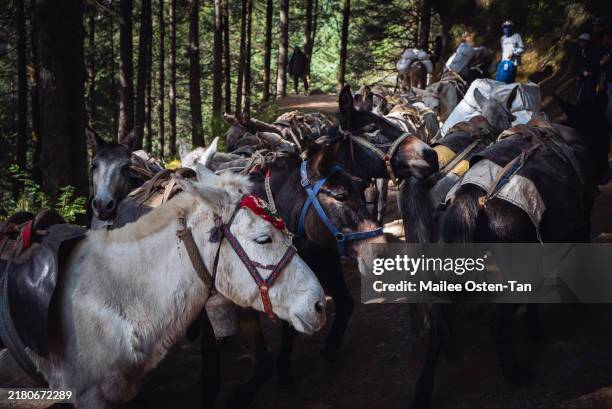 Pack mules waiting to be led to Namche Bazaar in the forest that leads up to the town on October 07, 2024 in Namche Bazaar, Nepal. Trekking in Nepal...