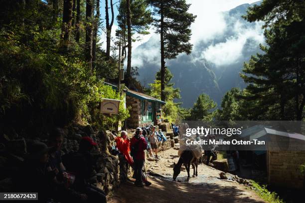 Trekkers and pack mules wait to be granted permission to enter the forest leading up to Namche Bazaar on October 07, 2024 in Namche Bazaar, Nepal....