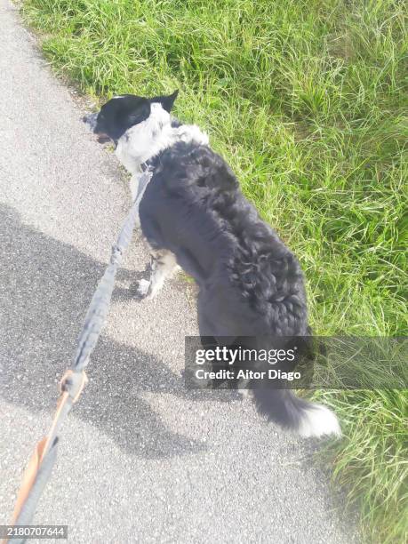 border collie on lead on a road. - walking dog overhead stock pictures, royalty-free photos & images