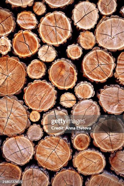 background made with circle wooden trunks. pile of wood logs and stumps. winter stocks - log stock pictures, royalty-free photos & images