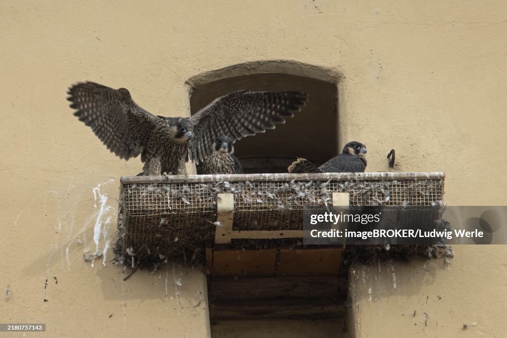 Peregrine falcon three fledglings with open wings sitting on balcony at town hall tower different sighting
