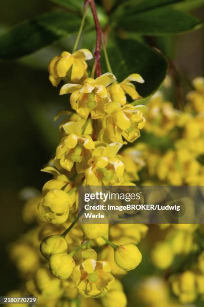 common barberry flower panicle with a few open yellow flowers - berberis vulgaris stock pictures, royalty-free photos & images
