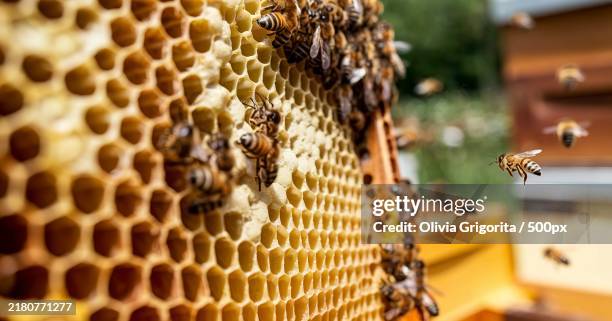 frame with bees and honey,honeycomb cells closeup - bee stock pictures, royalty-free photos & images