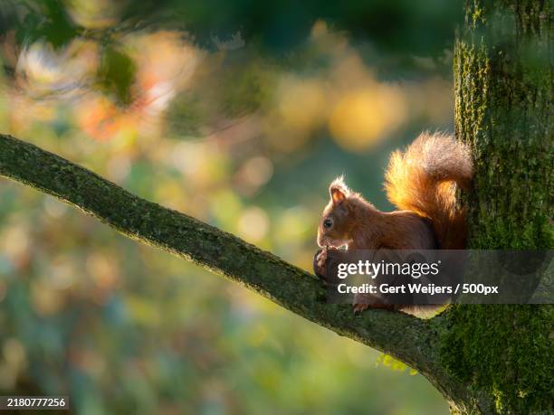 close-up of squirrel on tree,netherlands - ardilla fotografías e imágenes de stock