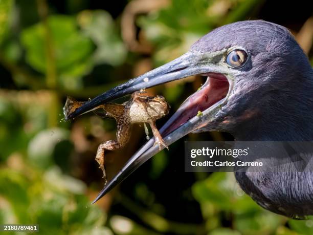 little blue heron with frog. - heron stock pictures, royalty-free photos & images