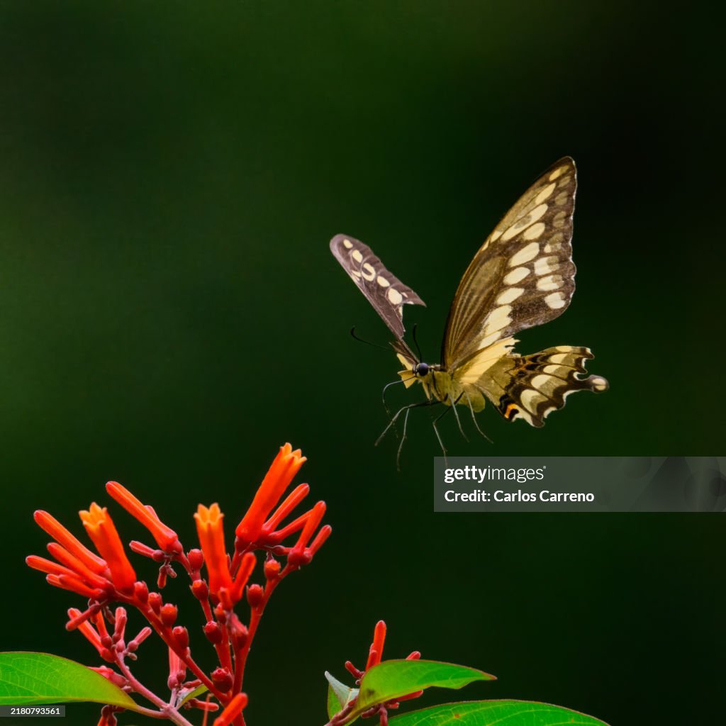 Broken butterfly