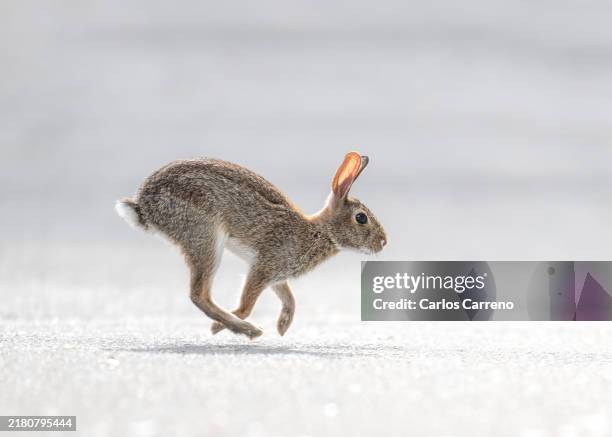 Egy nyúl ugrik át egy úton