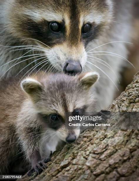 racoon mom with kit - jeune animal photos et images de collection