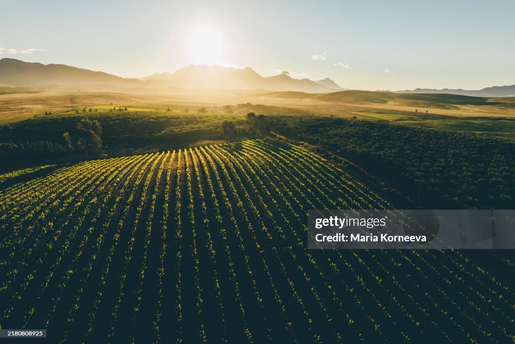 Robertson Vineyards at Sunset, South Africa.