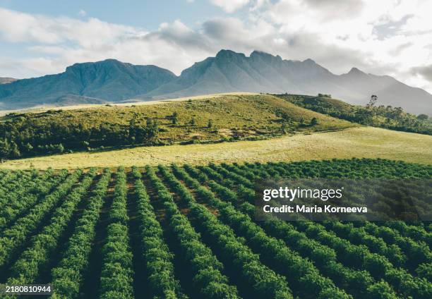 drone view of fruit orchards with mountains in the background, swellendam, south africa. - south africa stock pictures, royalty-free photos & images