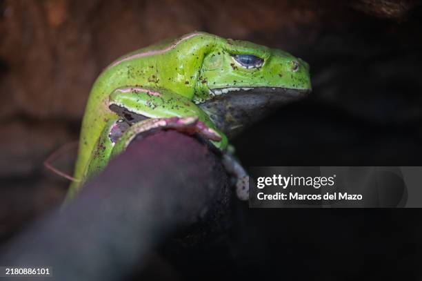 Monkey frog pictured in its enclosure at Faunia Zoo.