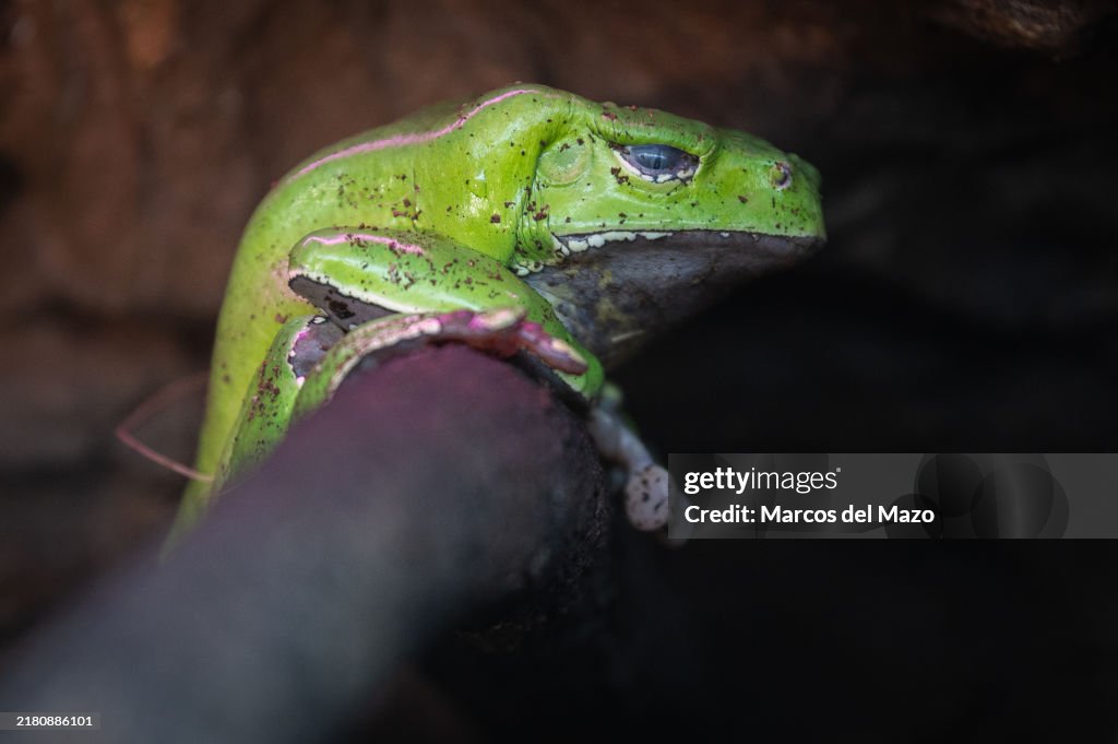 Monkey frog (Phyllomedusa bicolor) pictured in its enclosure...