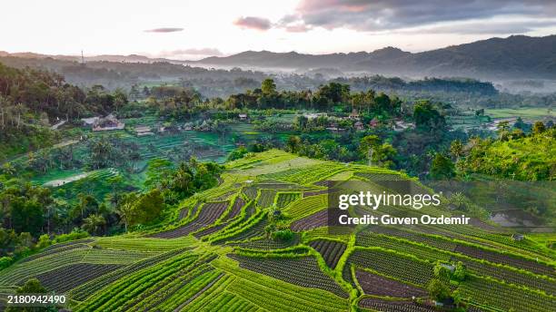 sunset aerial view of rice fields in bali island indonesia, landscape of mountain rice terraces in the middle of bali jungle, aerial view of beautiful karangasem-selat rice terrace surrounded by tropical forest in indonesia - karangasem regency stock pictures, royalty-free photos & images