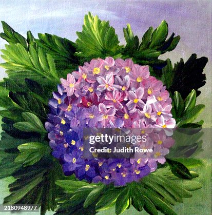 Pink Hydrangea Pink Hydrangea