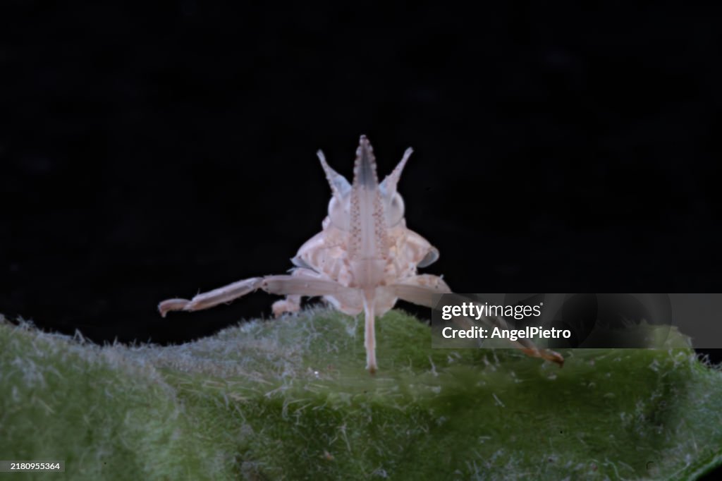 Sucking insect