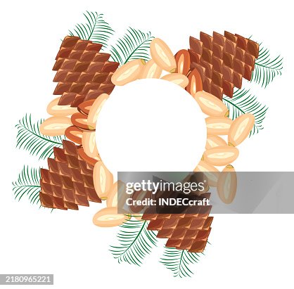Pine Nut High-Res Vector Graphic - Getty Images