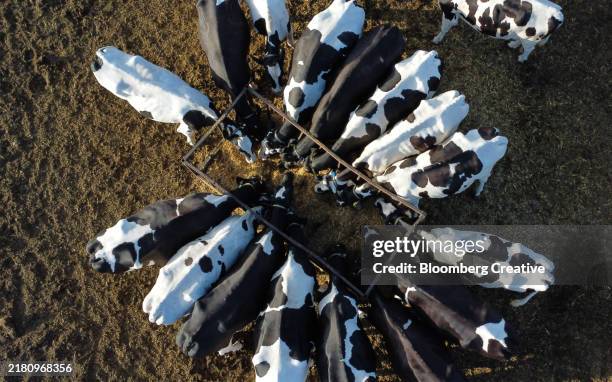 cows feeding from a trough - trough stock pictures, royalty-free photos & images
