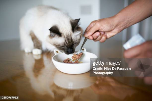 close-up of human hand feeding cat at home - haustierfutter stock-fotos und bilder