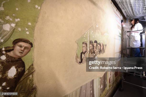 Restorers at work on the italian artist Giotto di Bondone frescos of the Life of San Francesco cycle at Bardi Chapel at Basilica di Santa Croce on...