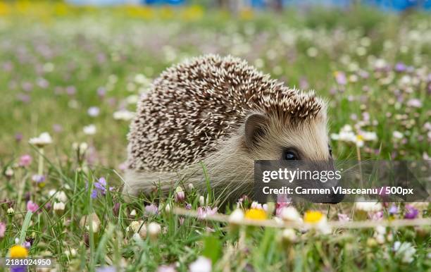 a hedgehog,characterized by its quills and spiky appearance,in a natural setting - hedgehog stock pictures, royalty-free photos & images