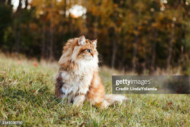 cat outside in grass - longhair cat stock pictures, royalty-free photos & images