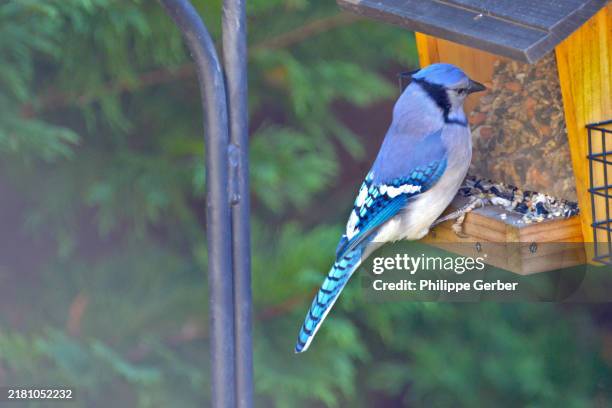 Bluethe Ratar 403,907 The Blue Jays Stock Photos, High-Res Pictures, and Images ...