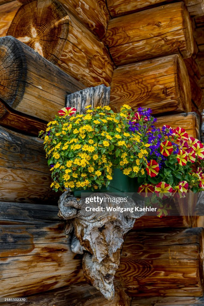 Flower basket with creeping zinnia (Sanvitalia procumbens)...