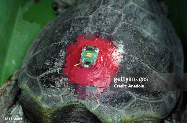 Three adult sea turtles named 'Cumhuriyet', 'Sonsuz' and 'Ozgurluk' with a satellite tracking device attached to them return to sea with 10 baby sea...