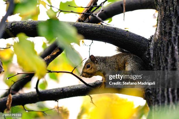 squirrel is on a branch, autumn - squirrel tree stock pictures, royalty-free photos & images