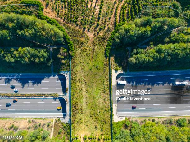 luftaufnahme direkt über der ansicht der grünen brücke ökodukt für die fauna, die die autobahn in istanbul überquert - wildtier stock-fotos und bilder