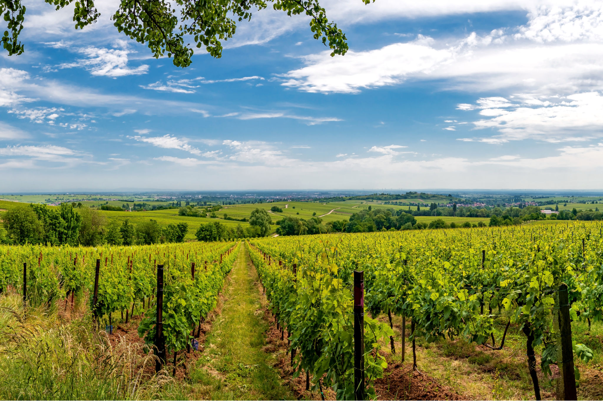 summer vineyards