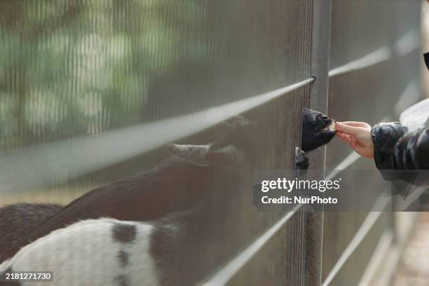 Visitor feeds the African Pygmy Goat, the world's smallest goat breed, in a zoo in Stuttgart, Germany, on October 27, 2024.