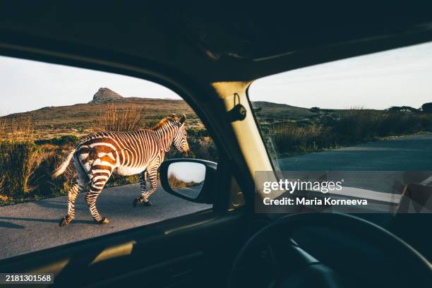 zebra seen from car window in the cape point park. wild nature of africa. - safari animals stock pictures, royalty-free photos & images