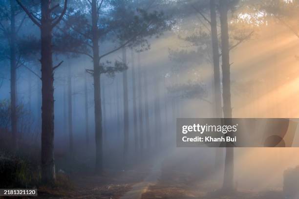 dreamy sunrays of the fog in the pine forest at sunrise - nevoeiro imagens e fotografias de stock