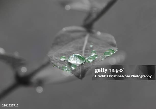 leaves in the rain with creative edit - isolated colour stock pictures, royalty-free photos & images