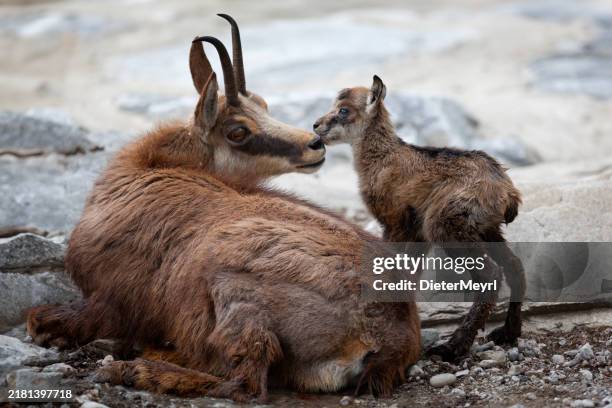 nueva vida en los alpes: madre con rebeco recién nacido (rupicapra rupicapra) - animal joven fotografías e imágenes de stock