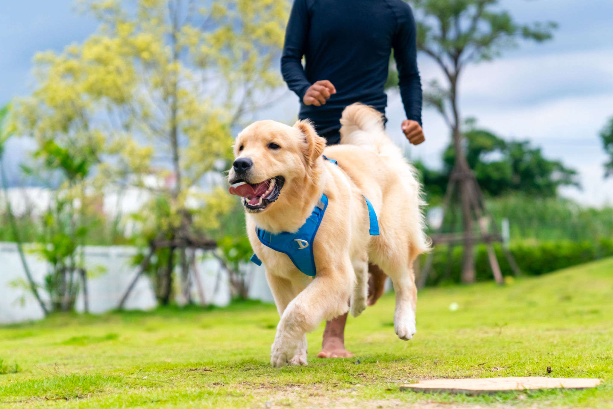 golden retriever community